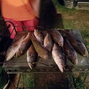 Meet your Posher, Norma